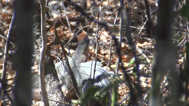 Red-capped Coua (Red-capped) - ML201698271