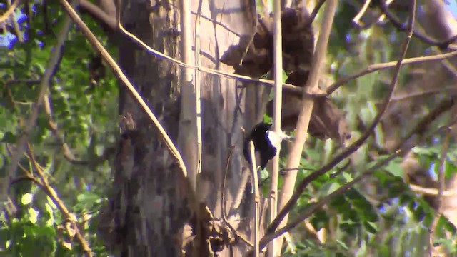 Sickle-billed Vanga - ML201698301