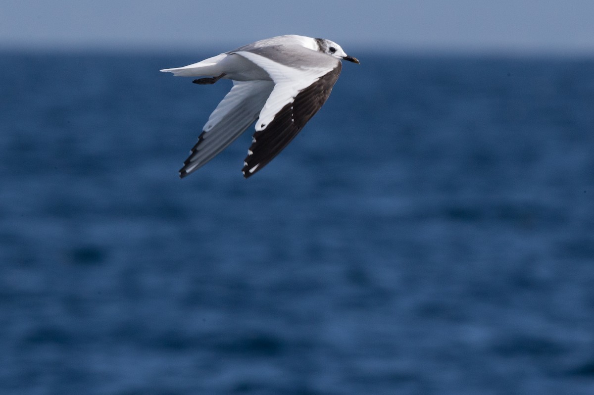 Mouette de Sabine - ML20169831