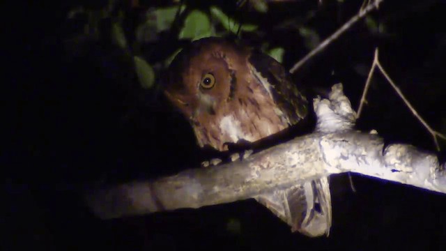 Petit-duc malgache (madagascariensis) - ML201698311