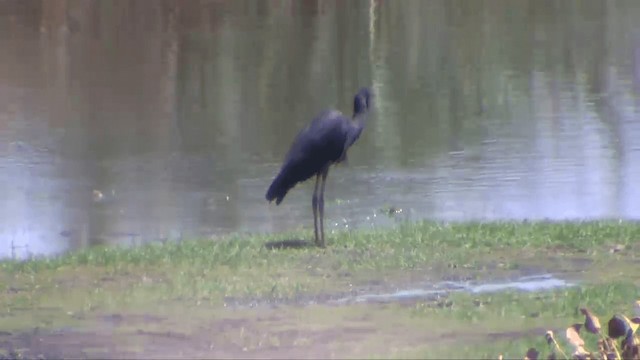 Humblot's Heron - ML201698351