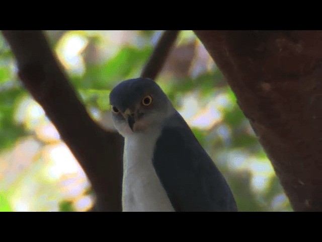 Frances's Sparrowhawk - ML201698361