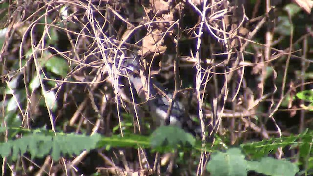 Crested Coua (Crested) - ML201698371