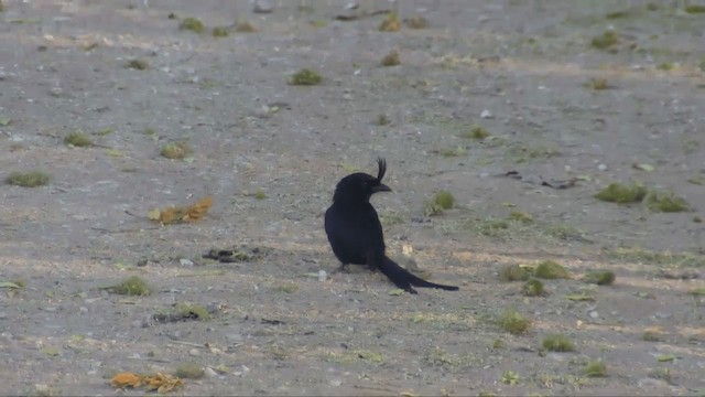 Crested Drongo (Madagascar) - ML201698381