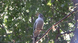  - Cuckoo-roller