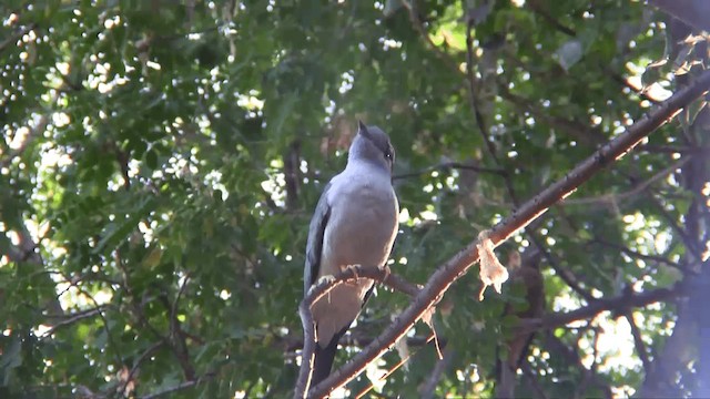 Cuckoo-roller - ML201698401