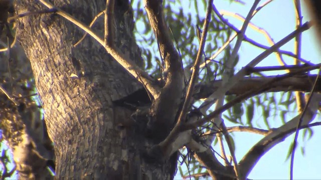 Sickle-billed Vanga - ML201698421