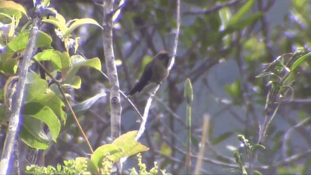 Rufous-capped Thornbill - ML201698541