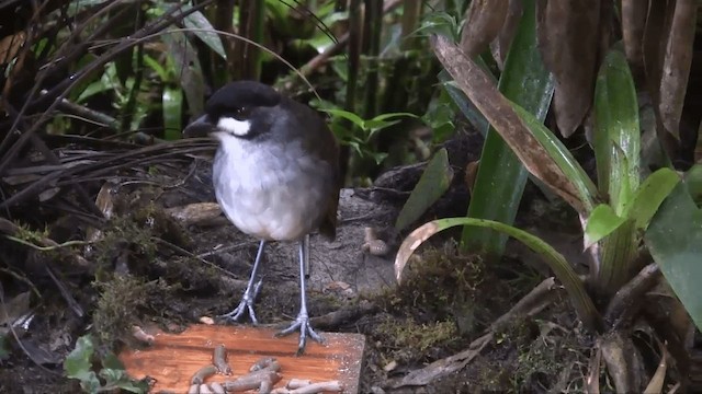 Zügelfleck-Ameisenpitta - ML201698581