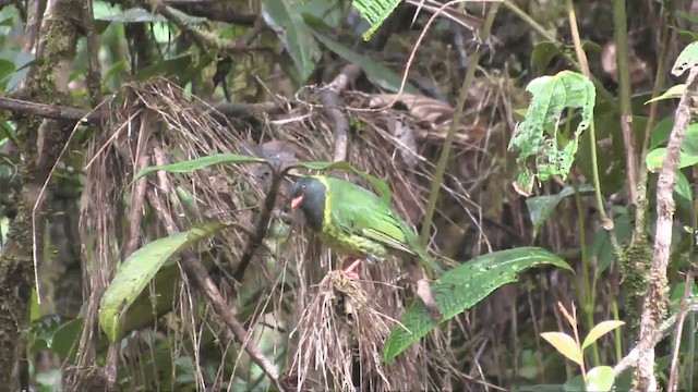Green-and-black Fruiteater (Green-and-black) - ML201698591