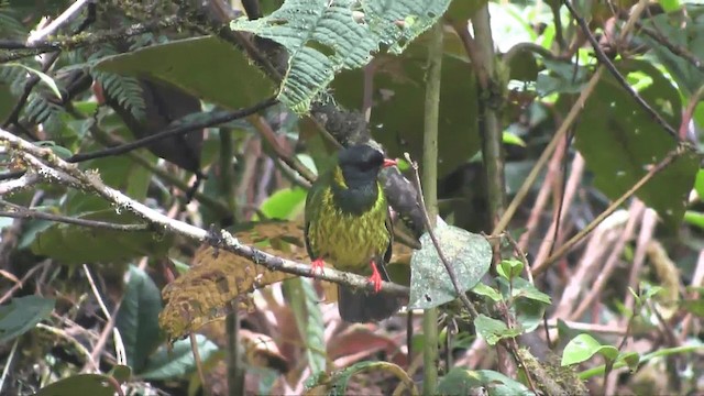 Green-and-black Fruiteater (Green-and-black) - ML201698601