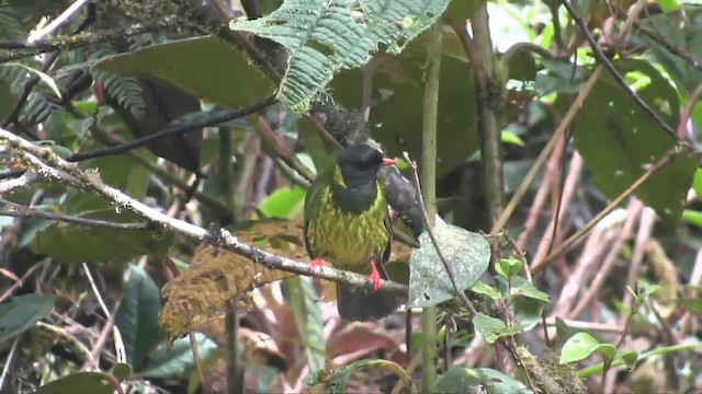 Cotinga vert et noir (groupe riefferii) - ML201698601