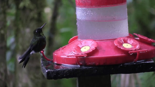 Colibrí Lucero - ML201698611