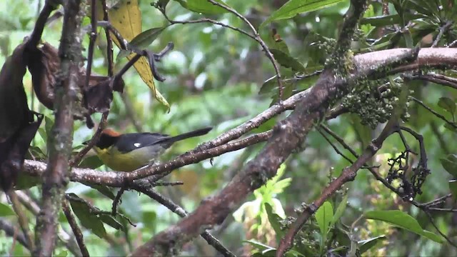 Atlapetes Pechiamarillo (grupo latinuchus) - ML201698651