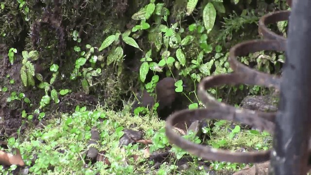 Chusquea Tapaculo - ML201698661