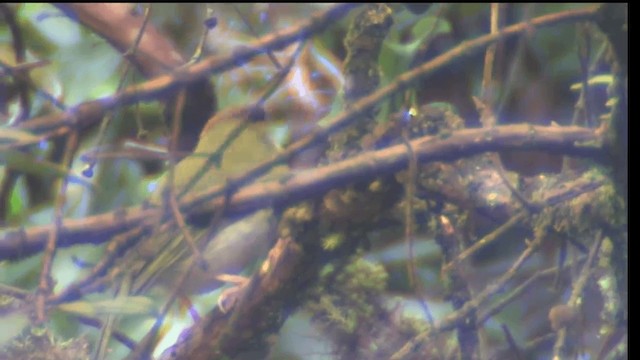 Rufous-browed Peppershrike (Yellow-backed) - ML201698681