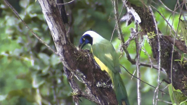 Green Jay (Inca) - ML201698711