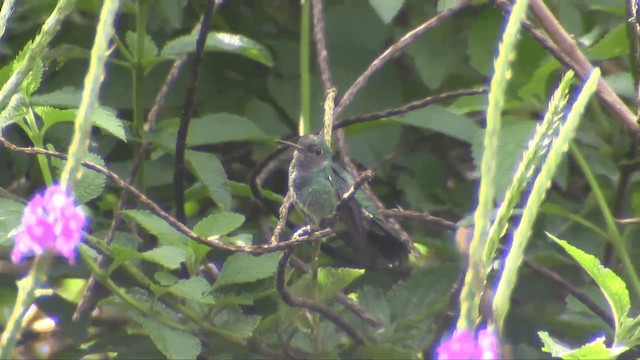 Glittering-throated Emerald - ML201698761