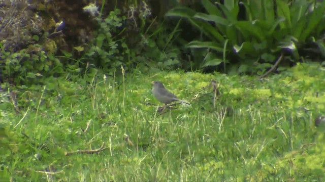 Plain-colored Seedeater - ML201698801