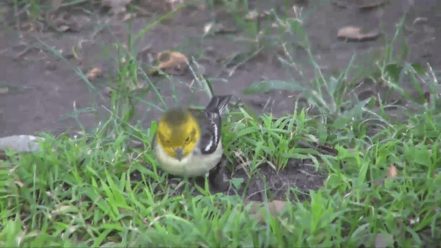 Hermit Warbler - ML201698841