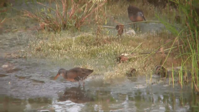 Virginia Rail (Virginia) - ML201698851