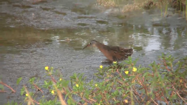 Virginia Rail (Virginia) - ML201698861