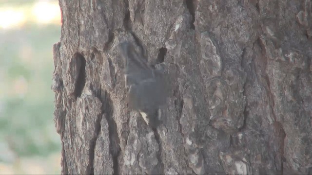 White-breasted Nuthatch (Pacific) - ML201698871