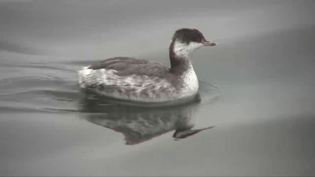 Horned Grebe - ML201698901