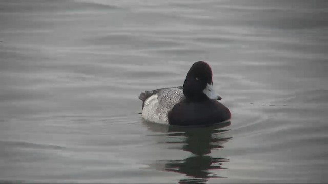 Lesser Scaup - ML201698911