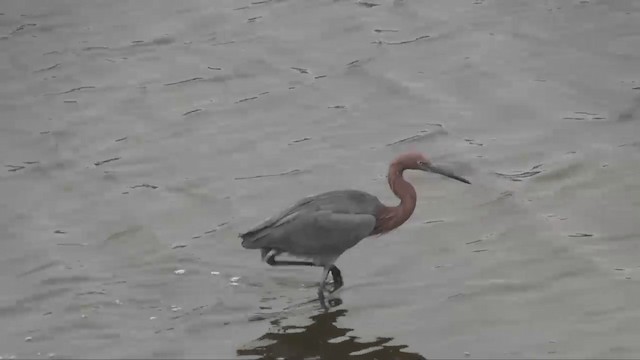 Reddish Egret - ML201698931