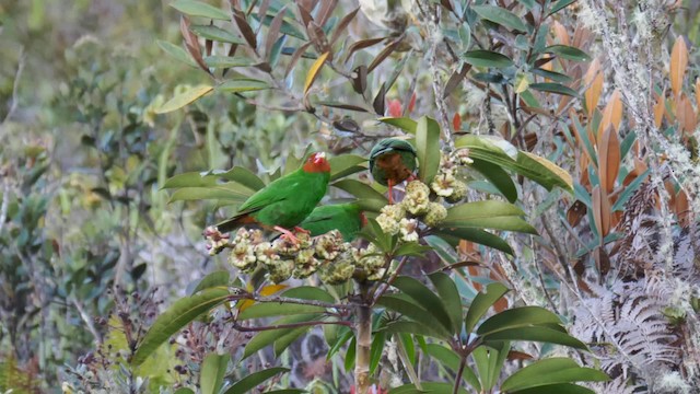 Grass-green Tanager - ML201698991