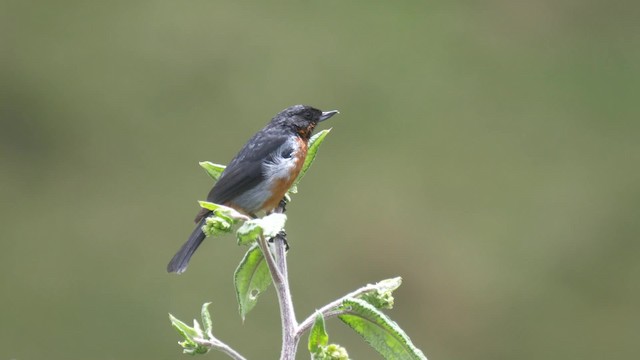 Black-throated Flowerpiercer - ML201699001