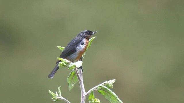 Black-throated Flowerpiercer - ML201699001