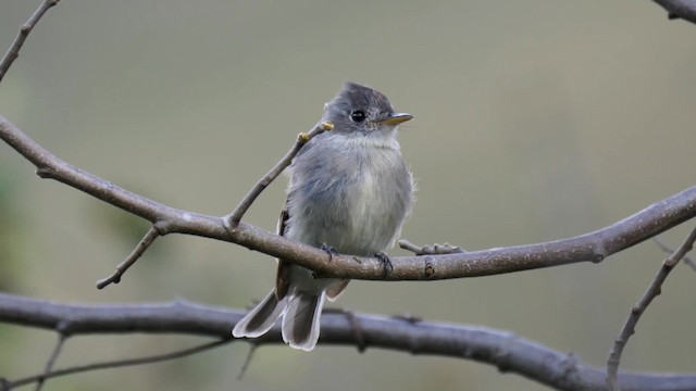 Tumbes Pewee - ML201699031