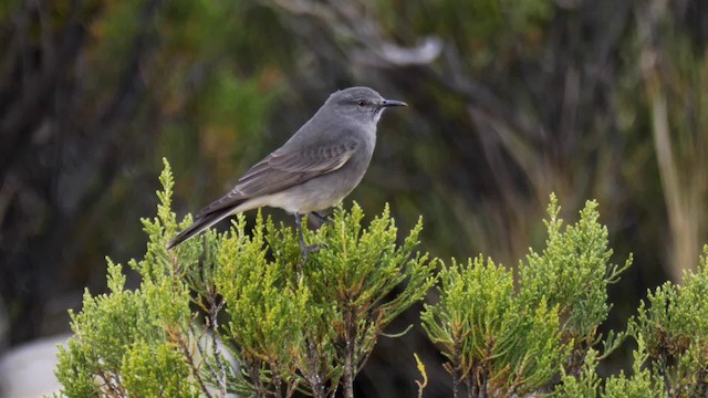 Rufous-webbed Bush-Tyrant - ML201699061