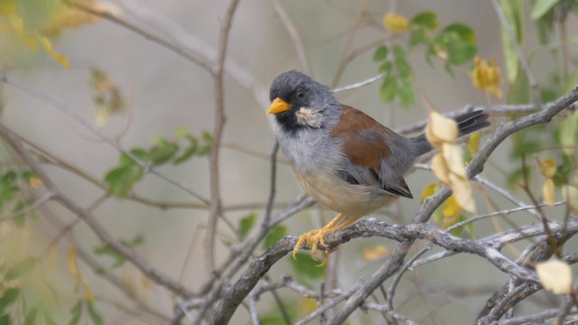 Buff-bridled Inca-Finch - ML201699071