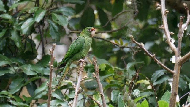 Mitred Parakeet (Mitred) - ML201699101