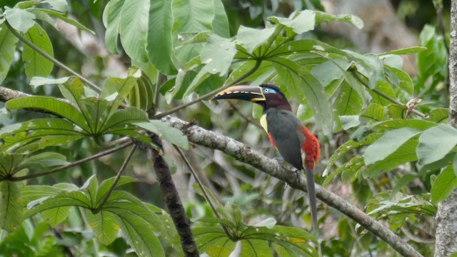 Chestnut-eared Aracari - ML201699151