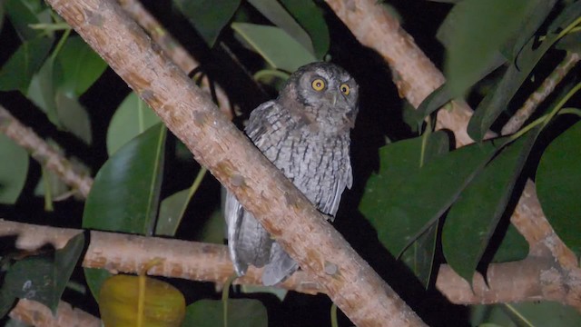 Koepcke's Screech-Owl (Koepcke's) - ML201699171