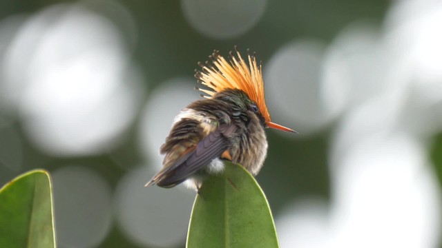 Rufous-crested Coquette - ML201699181