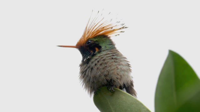 Rufous-crested Coquette - ML201699191