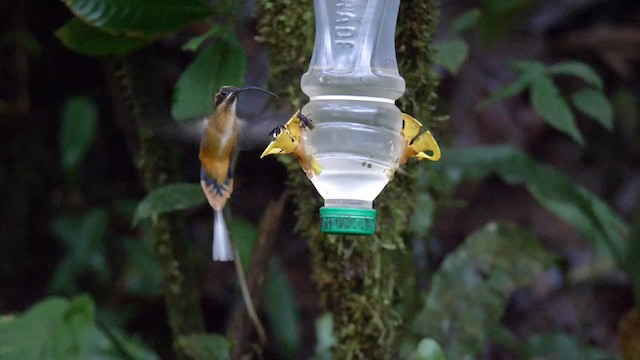 kolibřík dlouhoocasý - ML201699201