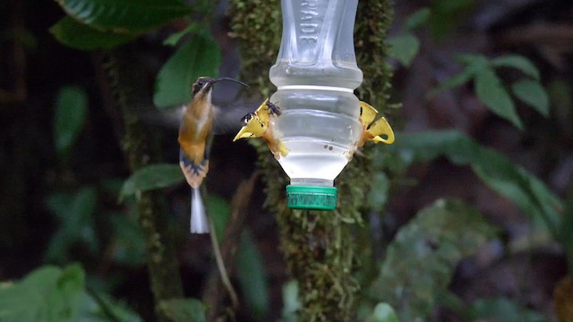 Tawny-bellied Hermit - ML201699201