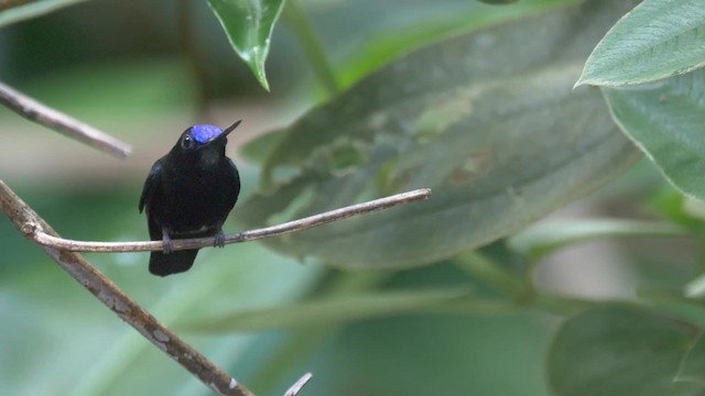 kolibřík modročelý - ML201699211