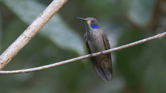 Colibrí Pardo - ML201699221