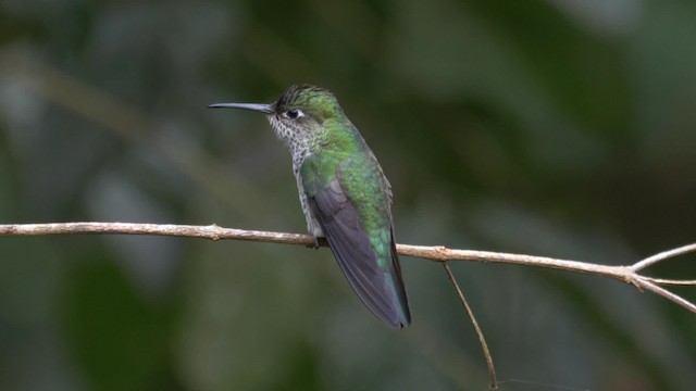 Colibrí Moteado - ML201699231