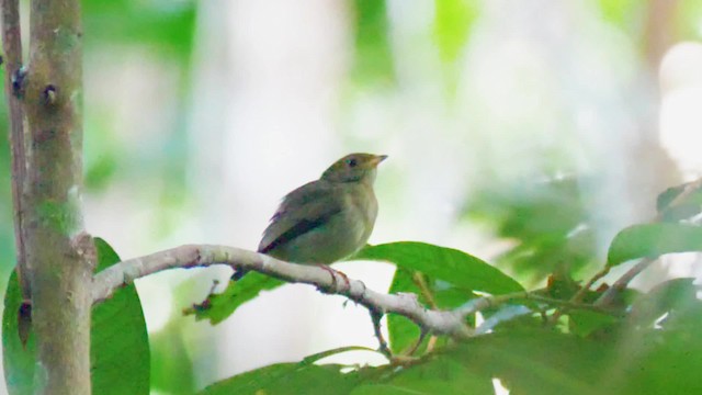 Dwarf Tyrant-Manakin - ML201699261