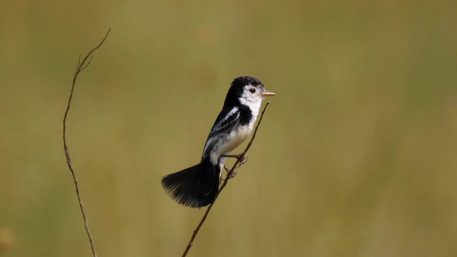 Cock-tailed Tyrant - ML201699281