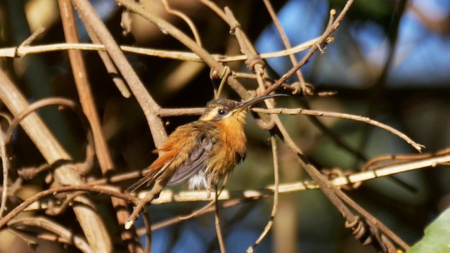 kolibřík malý - ML201699291