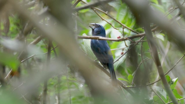 Amazonian Grosbeak - ML201699341